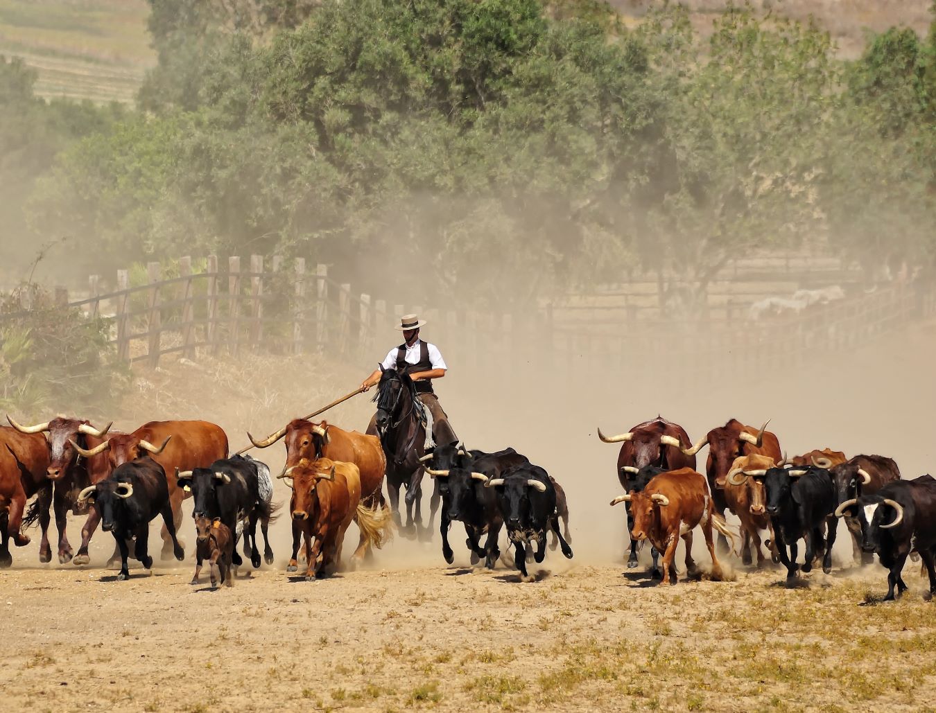 la Ruta del Toro: gandería de toros bravos.