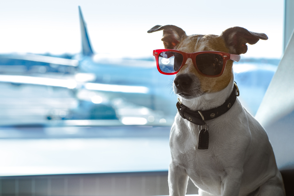 Viaja en avión con tu perro