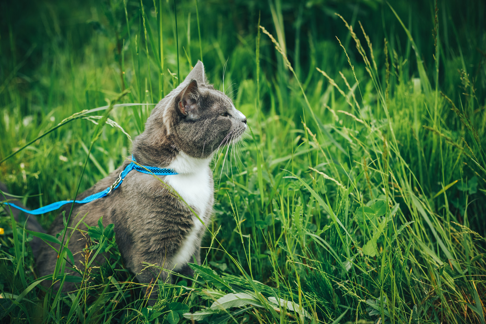 Arnés para gato