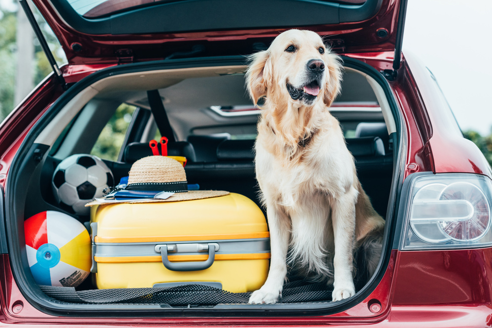 Viajar en coche con tu perro