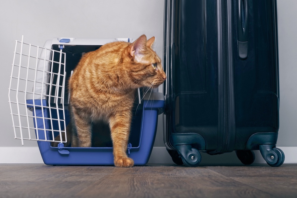 Viajar con gato en coche