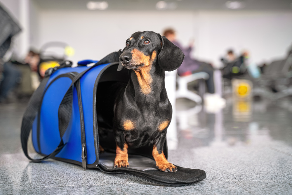 Bolsa de transporte para volar con tu perro