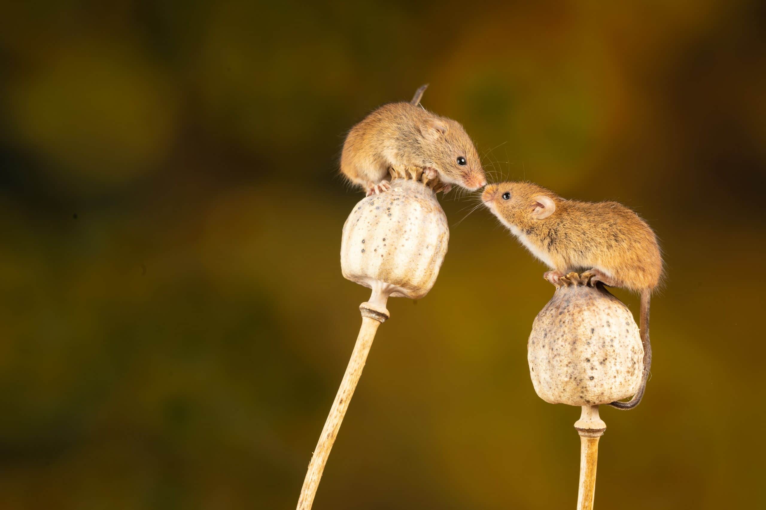 animales más pequeños del mundo