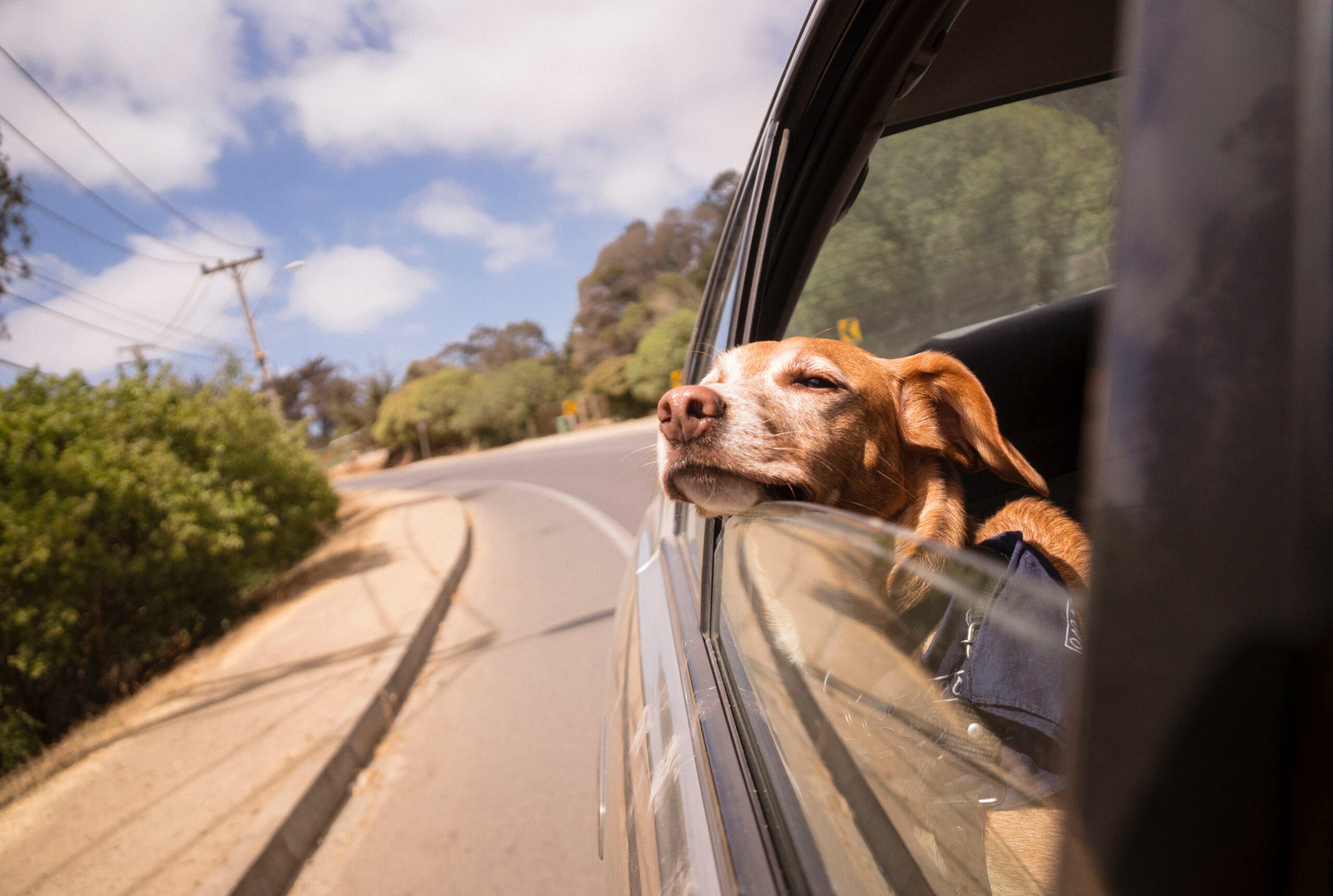 Viajar por España con tu perro